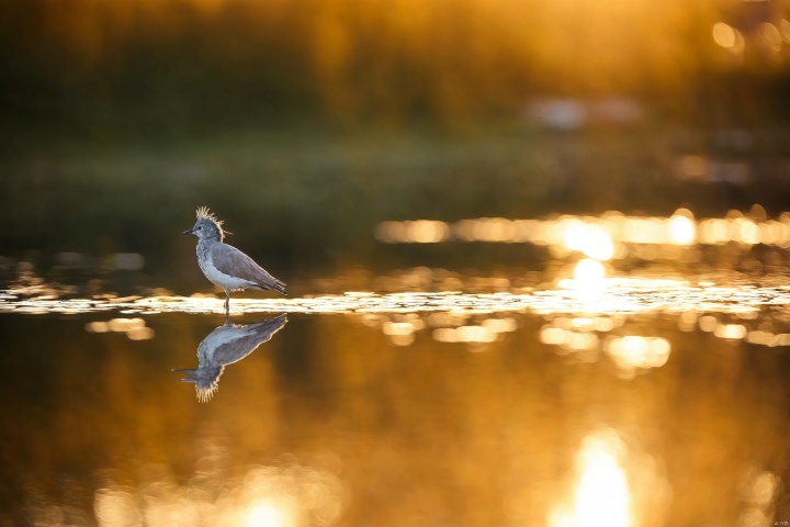  water, blurry, no humans, depth of field, bird, animal, reflection, animal focus