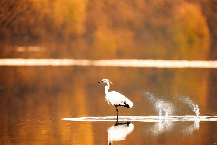  water, blurry, no humans, depth of field, bird, animal, reflection, animal focus