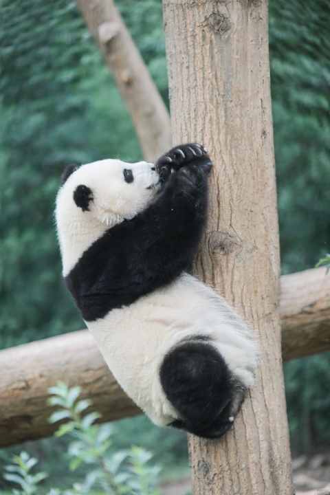  Huahua, Panda, no humans, blurry, photo background, outdoors, tree, panda, blurry background, animal focus, day, leaf, animal, depth of field, nature, solo, a panda bear climbing up a tree in a zoo enclosure, with its paws on the tree trunk and head on the tree