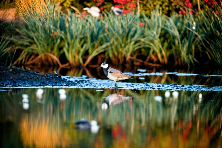 water, blurry, no humans, depth of field, bird, animal, reflection, animal focus