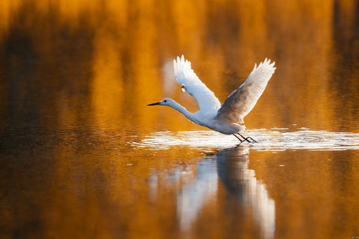 water, blurry, no humans, depth of field, bird, animal, reflection, animal focus