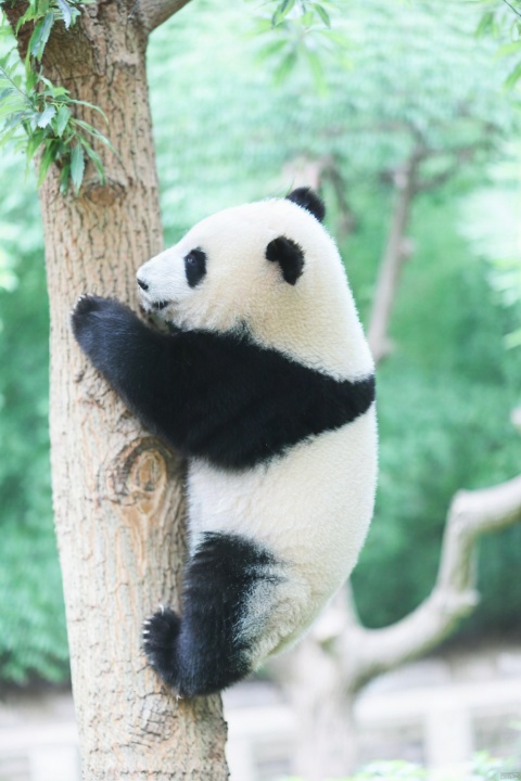  Huahua, Panda, no humans, blurry, photo background, outdoors, tree, panda, blurry background, animal focus, day, leaf, animal, depth of field, nature, solo, a panda bear climbing up a tree in a zoo enclosure, with its paws on the tree trunk and head on the tree