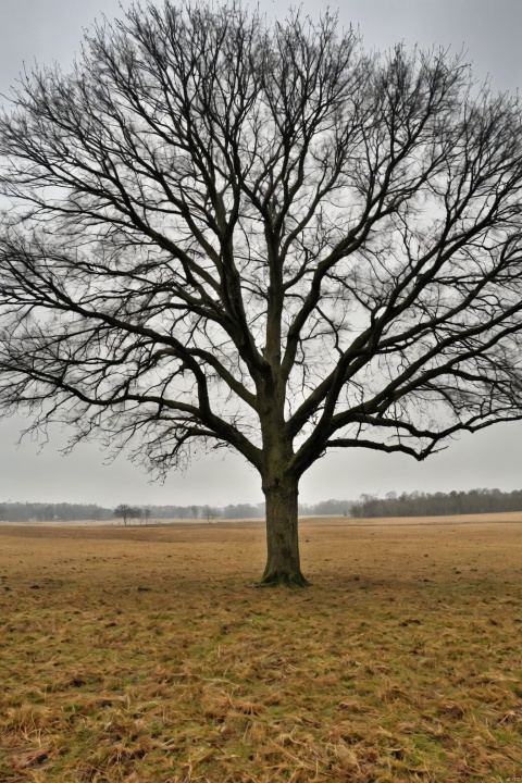 outdoors, tree, no humans, grass, nature, scenery, forest, bare tree