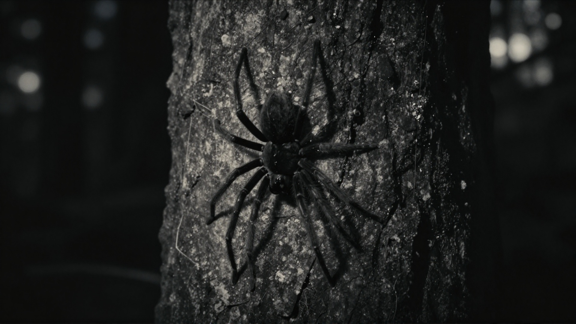 cinematic film still of silhouetted dark cinematic film image of a spider is sitting upside down on a rock wall in the dar...
