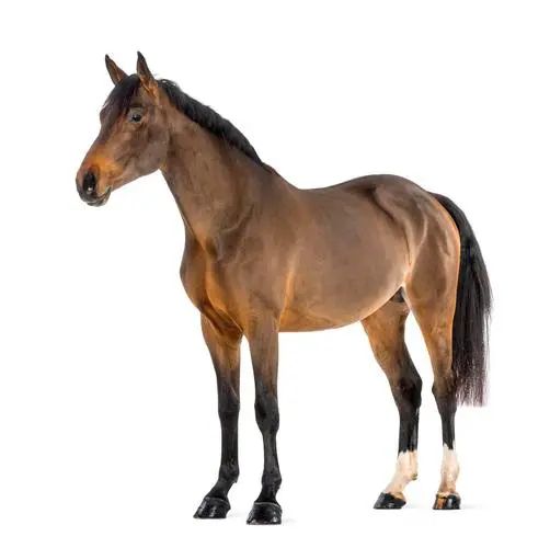 AI generated image on Tensor.Art
