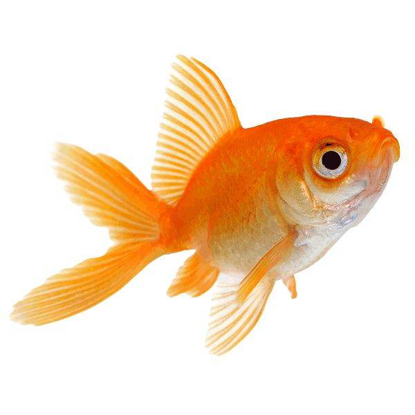 AI generated image on Tensor.Art