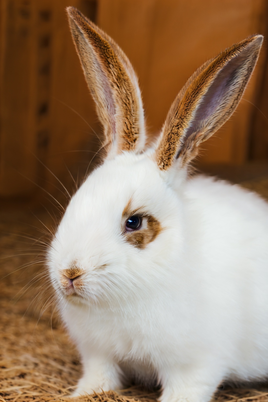 <lora:tutututu_20240119010100-000008:0.8>,brown rabbits,soft light,Three rabbits,lined up,tutututu,animal portrait,close-up,furry,long ears,masterpiece,best quality,