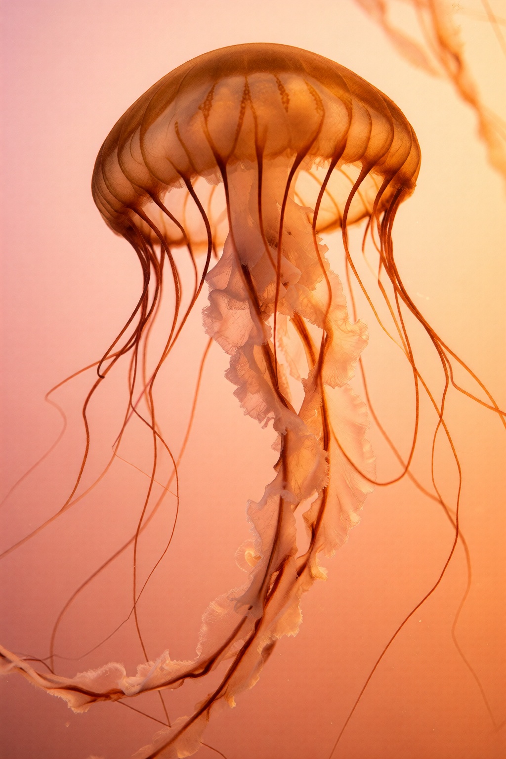 glowing orange jellyfish suspended in fluid,  translucent ribbed bells,  thick ruffled trailing oral arms on Tensor.Art
