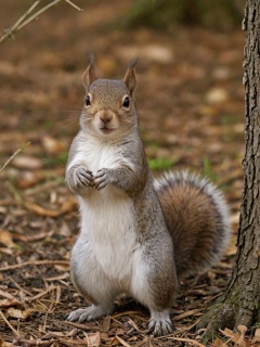 score_9, score_8_up, score_7_up, score_6_up, score_5_up, score_4_up score_9,score_8_up,squirrel