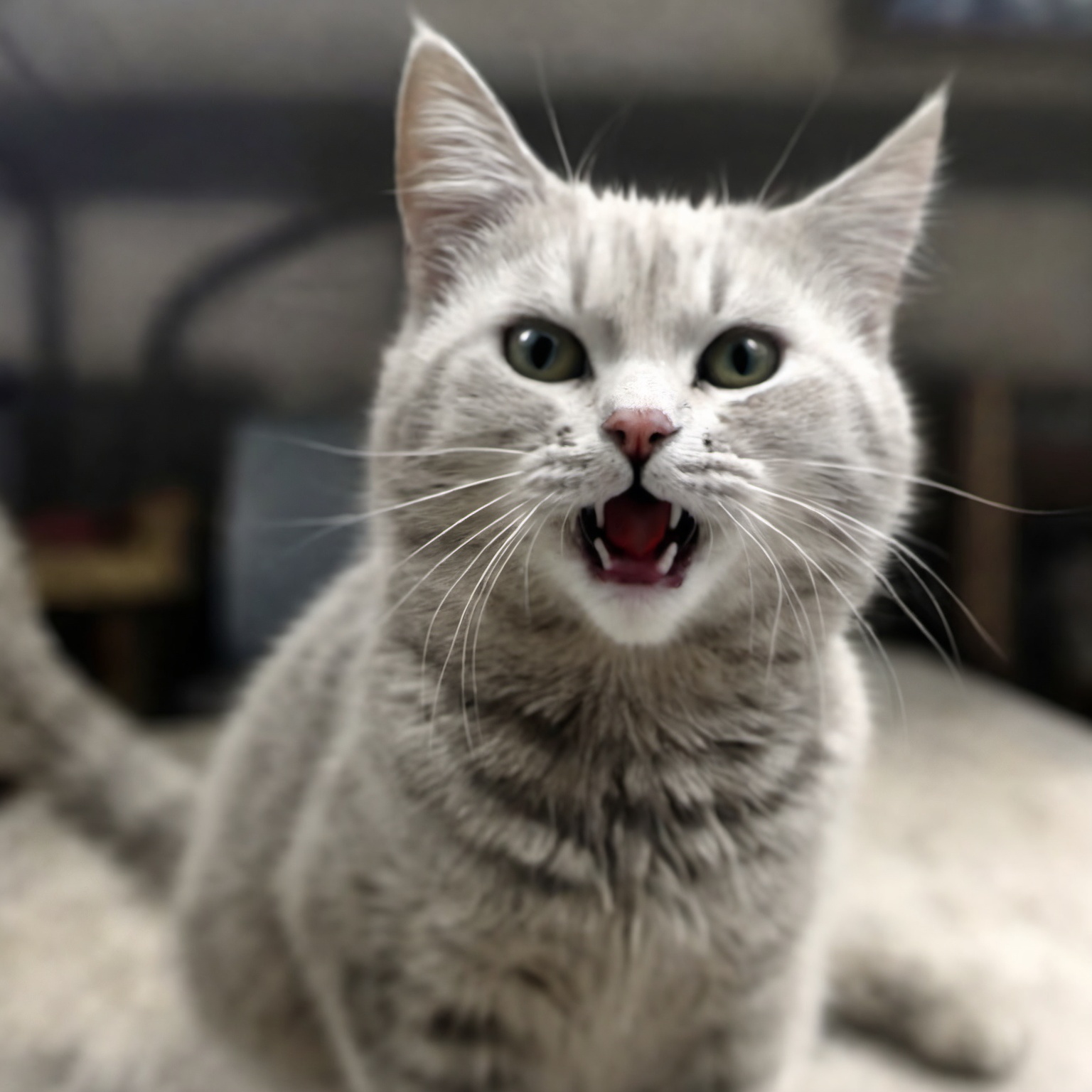 smirk,  Light,  Viking Warrior Cat with Jagged ears on Tensor.Art