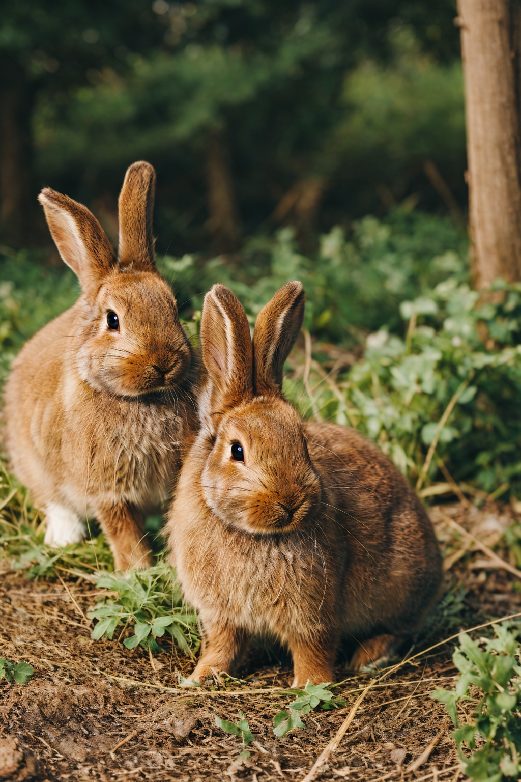 <lora:tutututu_20240119010100-000008:0.8>,brown rabbits,soft light,Three rabbits,lined up,tutututu,animal portrait,close-up,furry,long ears,masterpiece,best quality,