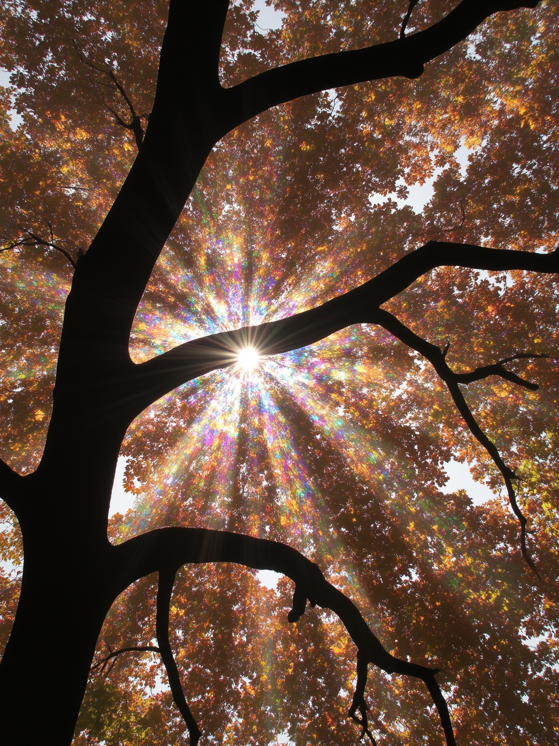 <lora:虹影9:0.7>,hongying,a tree with the sun shining through it's branches and leaves on it's branches,with the sun shining through the leaves,colorful spot,Tyndall effect,