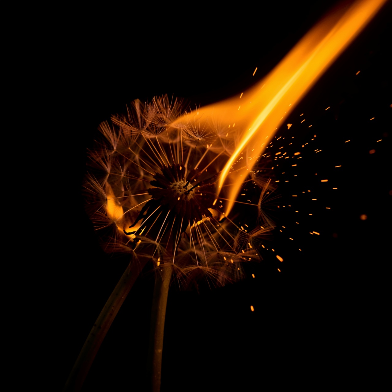 HFMAXDARK,  A single dandelion seed head is engulfed in a vibrant orange flame against a deep black background. The flame...