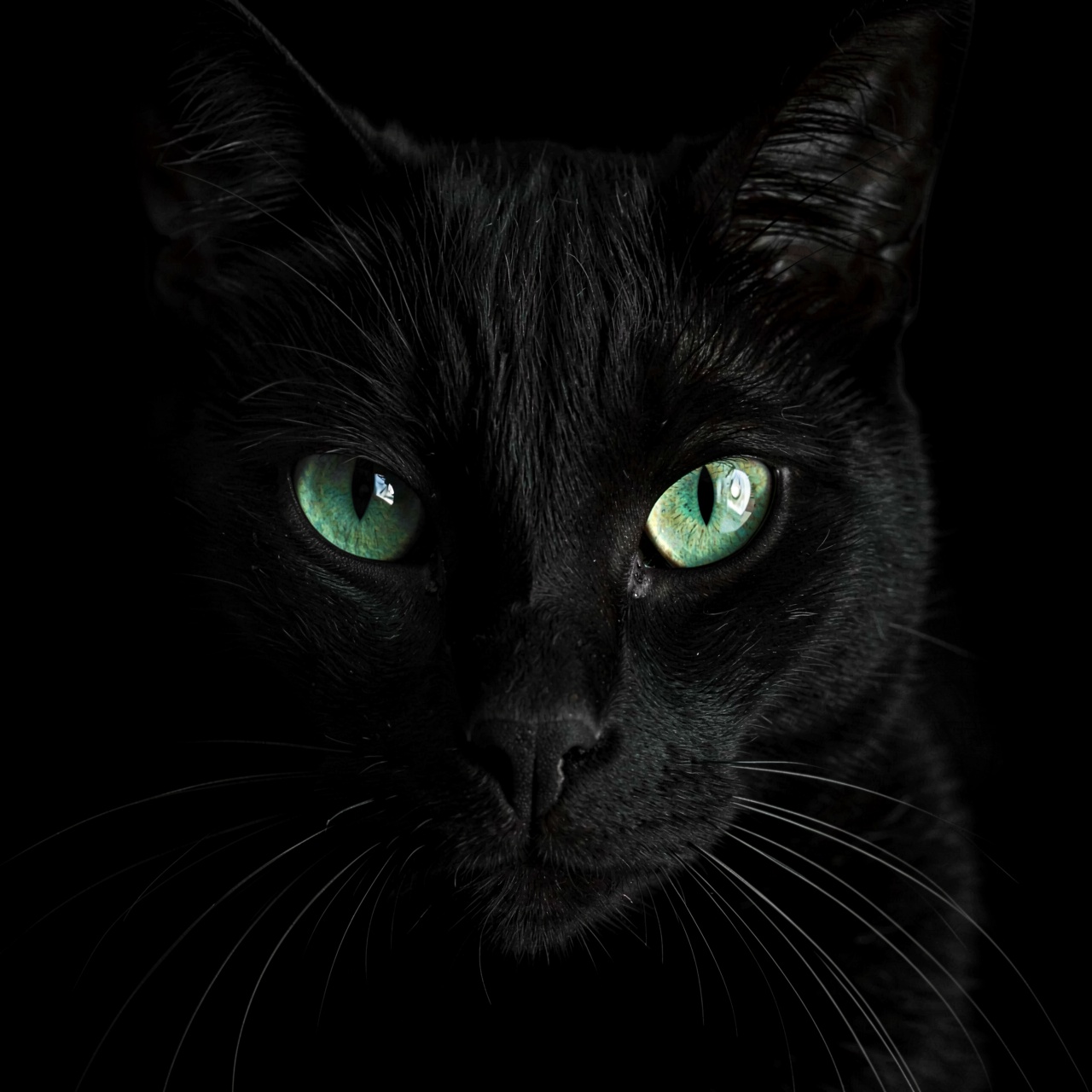 HFMAXDARK,  A high-contrast close-up captures the face of a black cat emerging from a solid black background. Dramatic low...