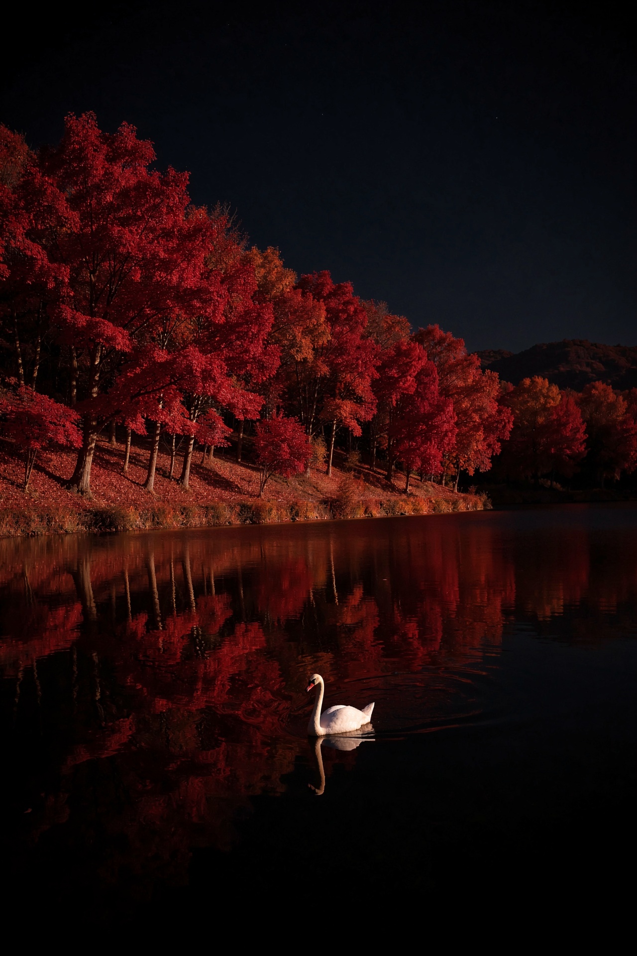 in the dark night,  there is an autumn red maple forest on one side of the lake and a swan swimming in it. the photo uses...