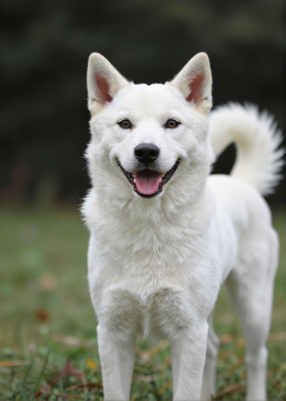 outdoor,  front view,  white dog on Tensor.Art