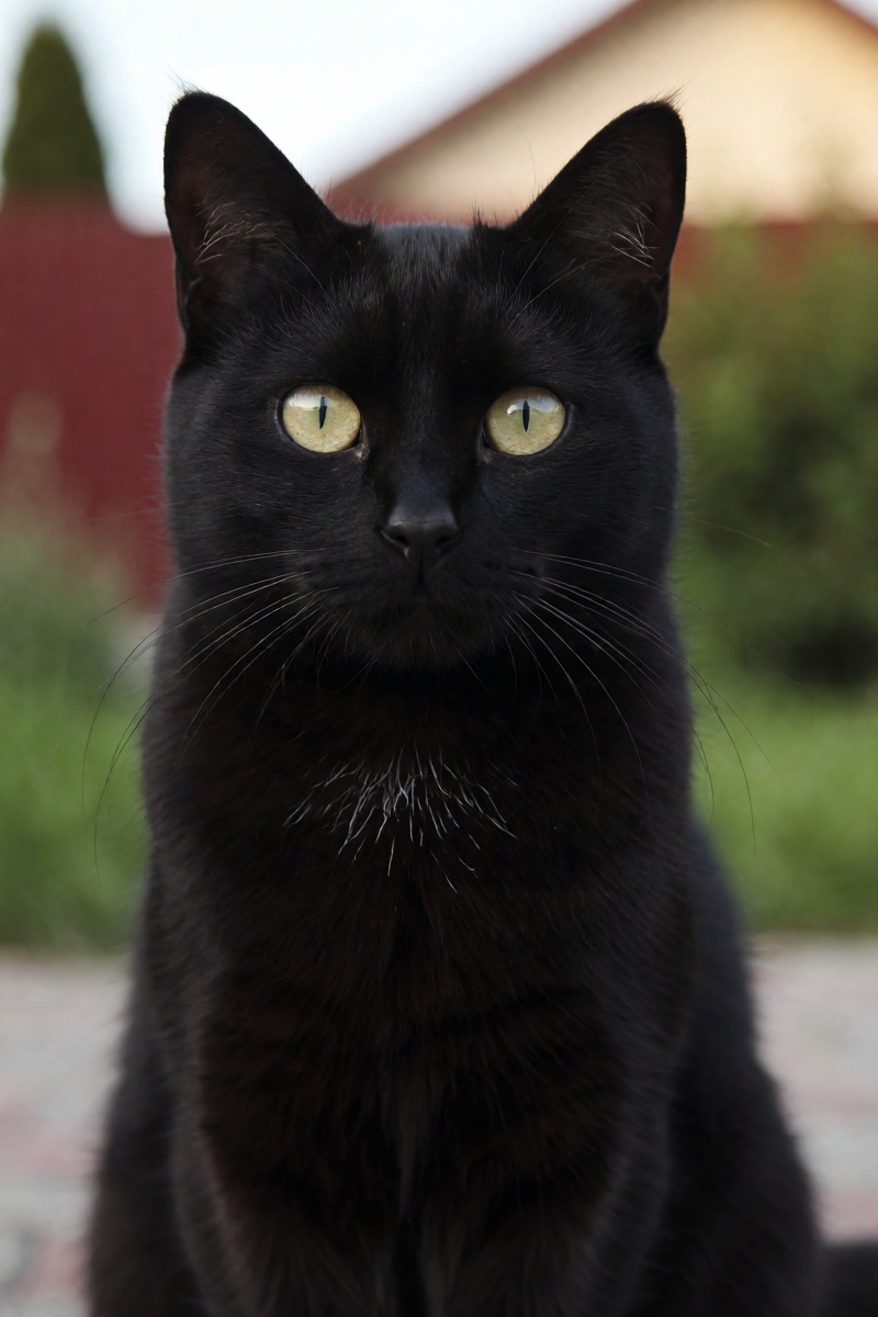 outdoor,  front view,  black cat on Tensor.Art