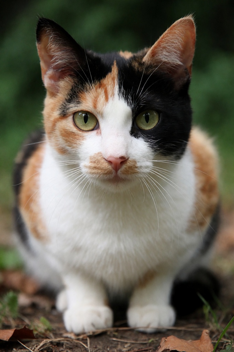 outdoor,  front view,  calico cat on Tensor.Art
