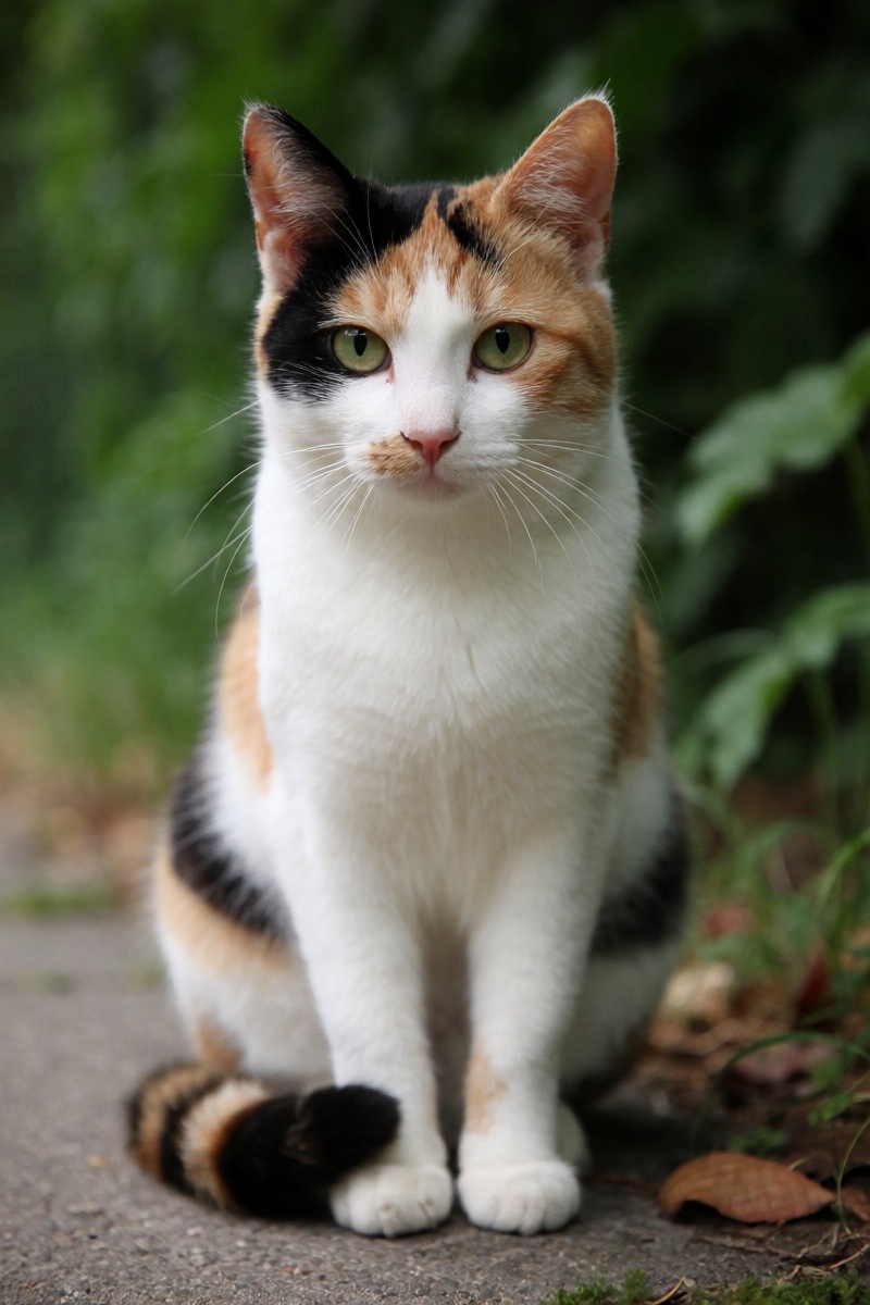 outdoor,  front view,  calico cat on Tensor.Art