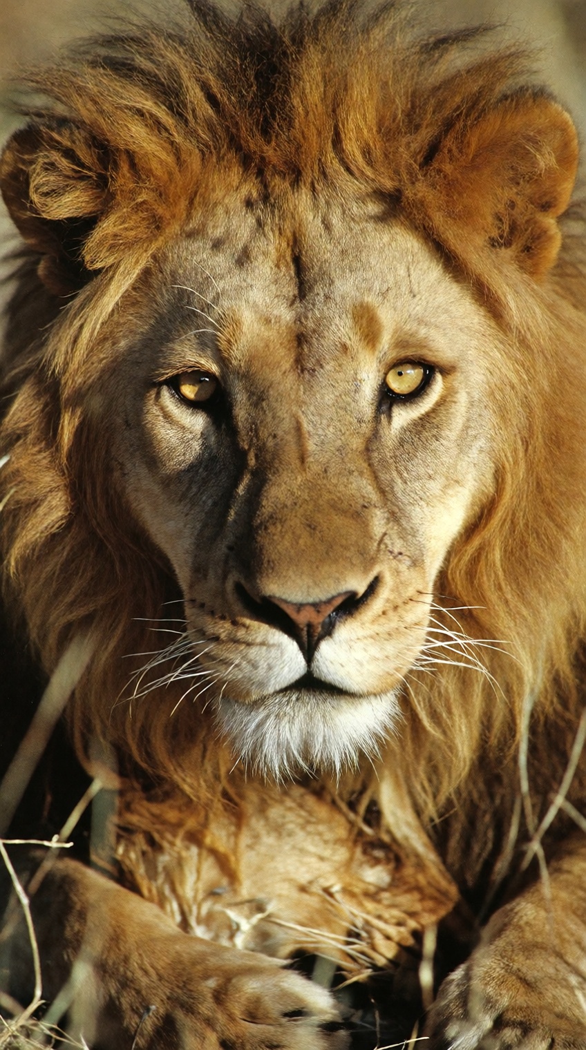 An intense close-up wildlife portrait of a dominant male African lion with a massive,  dense golden and reddish-brown mane...