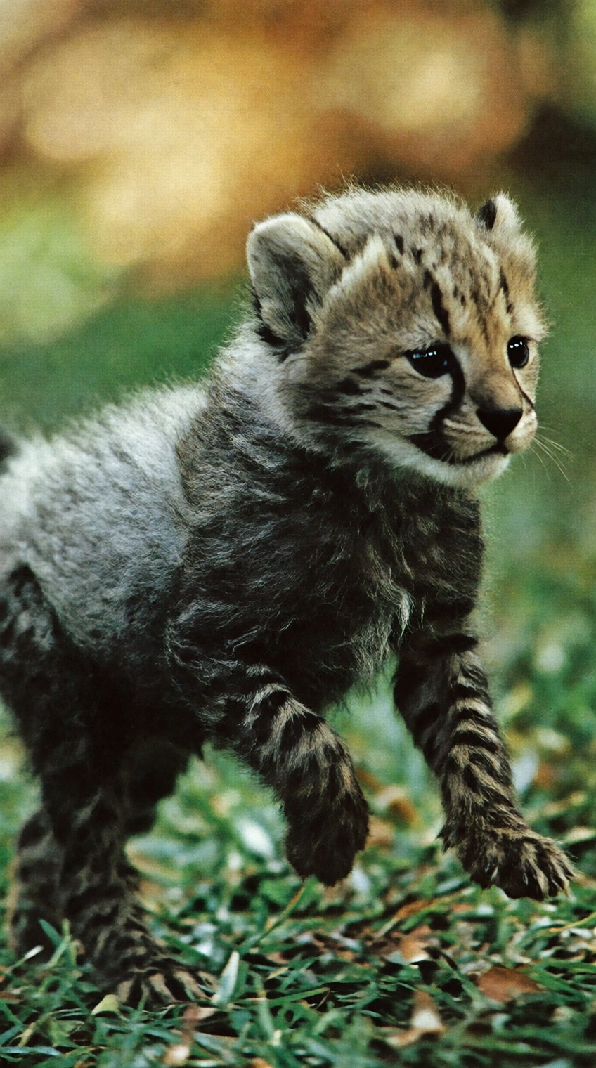 An adorable vintage wildlife photograph of a tiny,  fluffy baby cheetah cub running playfully across a green grassy lawn....