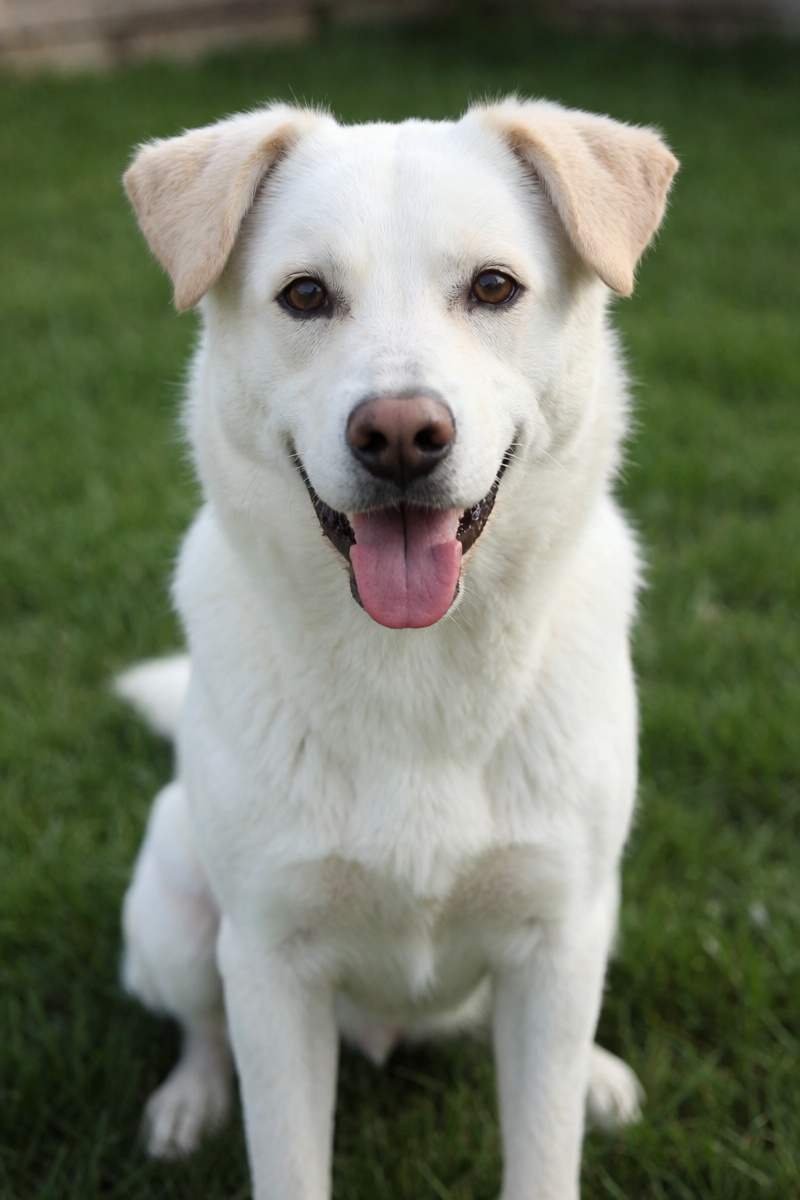 outdoor,  front view,  white dog on Tensor.Art