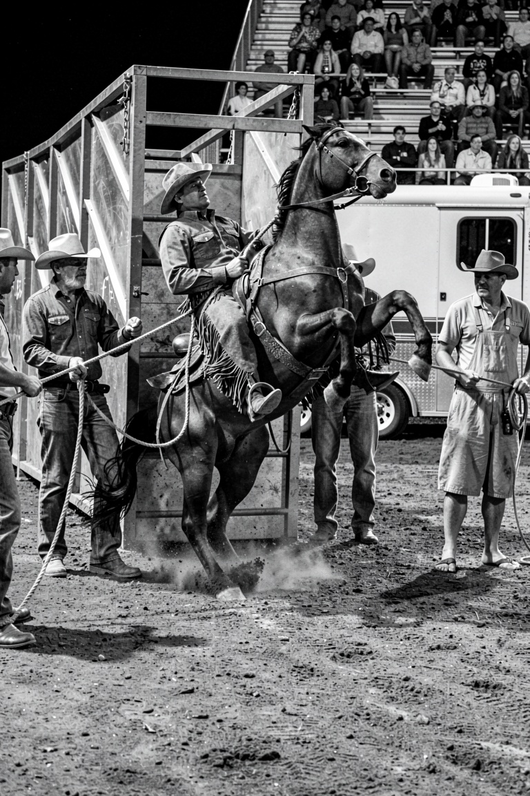 A cowboy on a bucking horse bursts from a heavy metal chute in this high-contrast black and white photograph. The rider,...