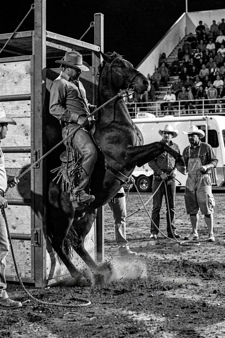 A cowboy on a bucking horse bursts from a heavy metal chute in this high-contrast black and white photograph. The rider,...