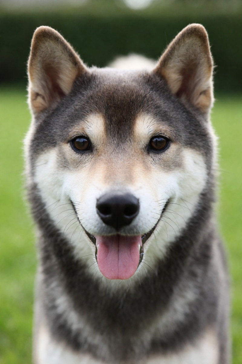outdoor,  front view,  Shiba Inu with grey ears on Tensor.Art