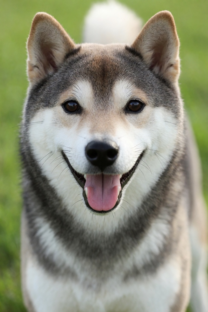 outdoor,  front view,  Shiba Inu with grey ears on Tensor.Art