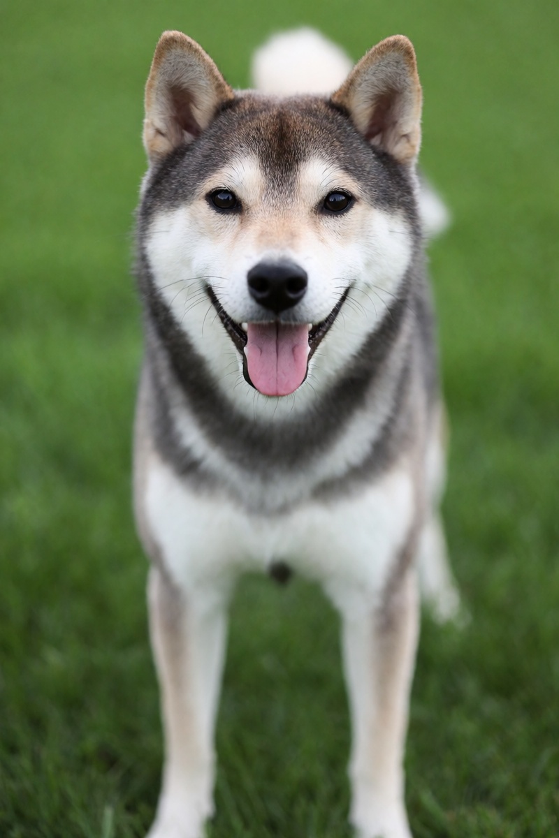 outdoor,  front view,  Shiba Inu with grey ears on Tensor.Art