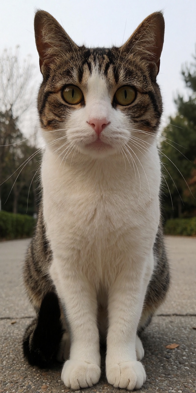 outdoor,  front view,  fat cat on Tensor.Art