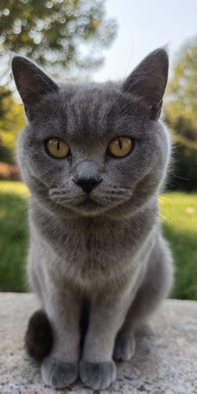 outdoor,  front view,  grey cat on Tensor.Art