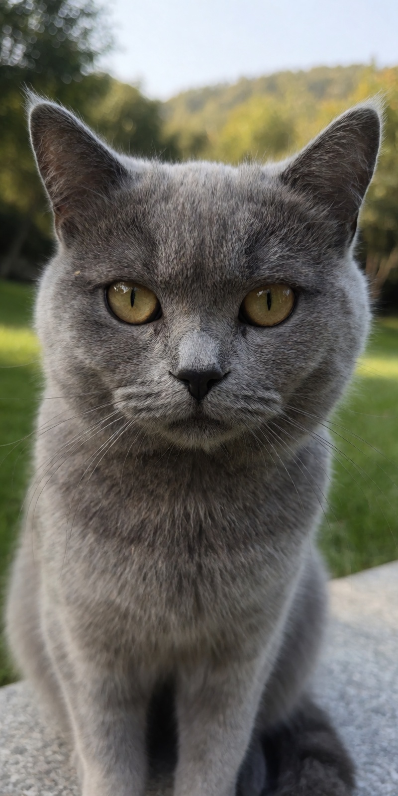 outdoor,  front view,  grey cat on Tensor.Art