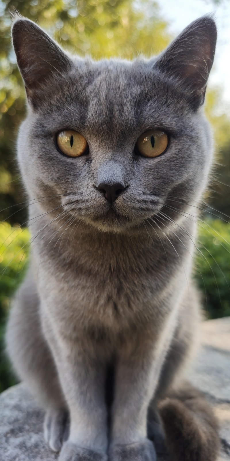 outdoor,  front view,  grey cat on Tensor.Art
