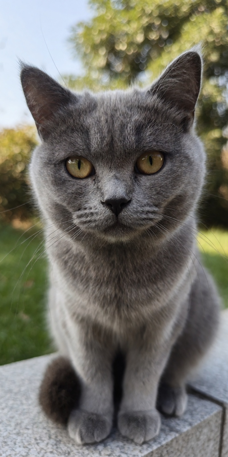 outdoor,  front view,  grey cat on Tensor.Art