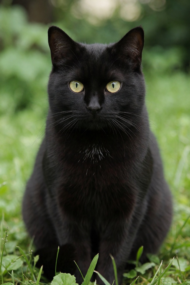 outdoor,  front view,  black cat on Tensor.Art
