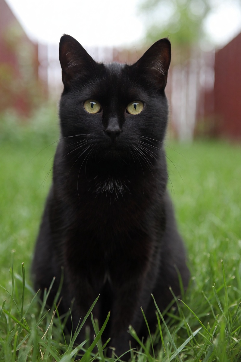 outdoor,  front view,  black cat on Tensor.Art