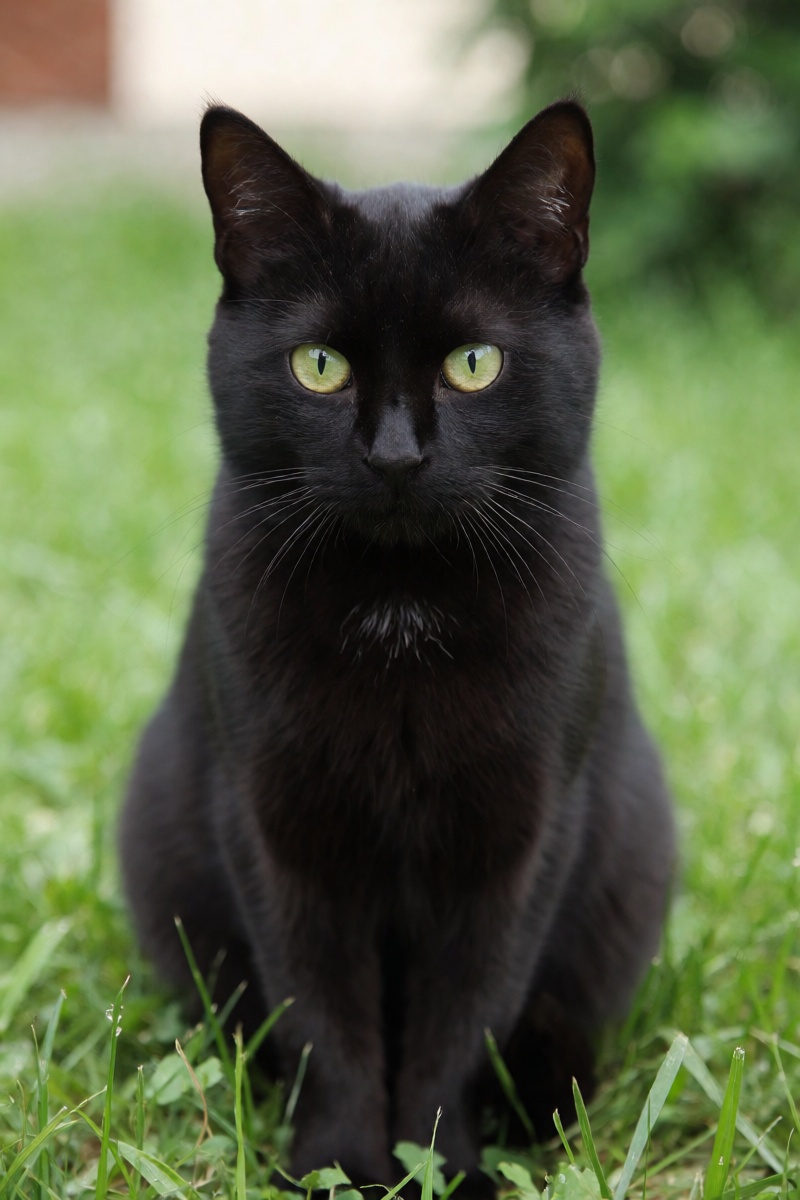 outdoor,  front view,  black cat on Tensor.Art