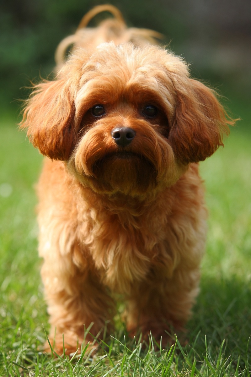 outdoor,  front view,  orange small dog on Tensor.Art