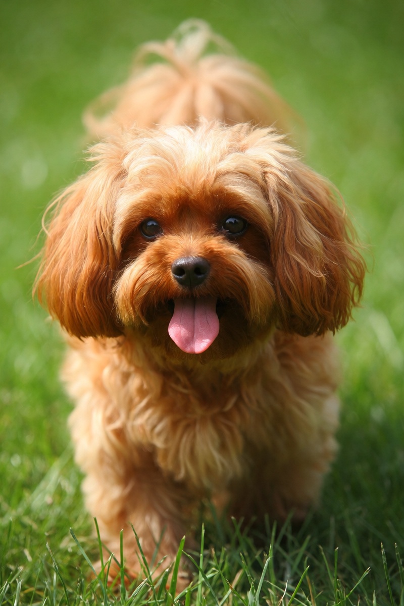 outdoor,  front view,  orange small dog on Tensor.Art