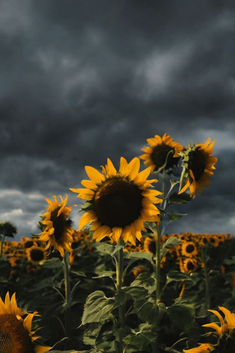 4K, High Quality, realistic,solo,sunflower,