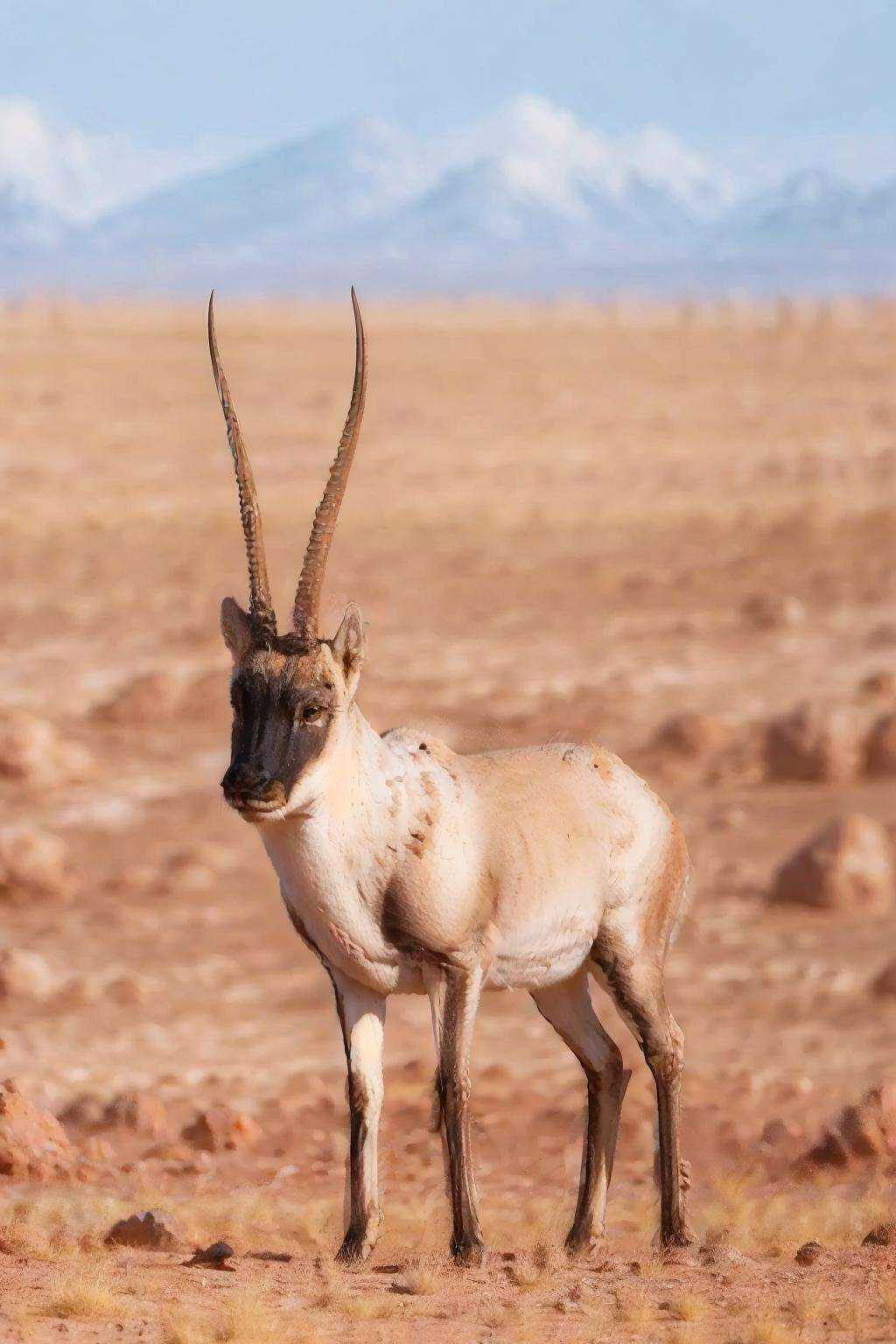 masterpiece, photorealistic, best quality, 8k,no humans, ***** antelope, realistic, horns, solo, day, animal, outdoors, sky, field, full body, desert, grass, bokeh<lora:*****_antelope_v1-000015:0.8>