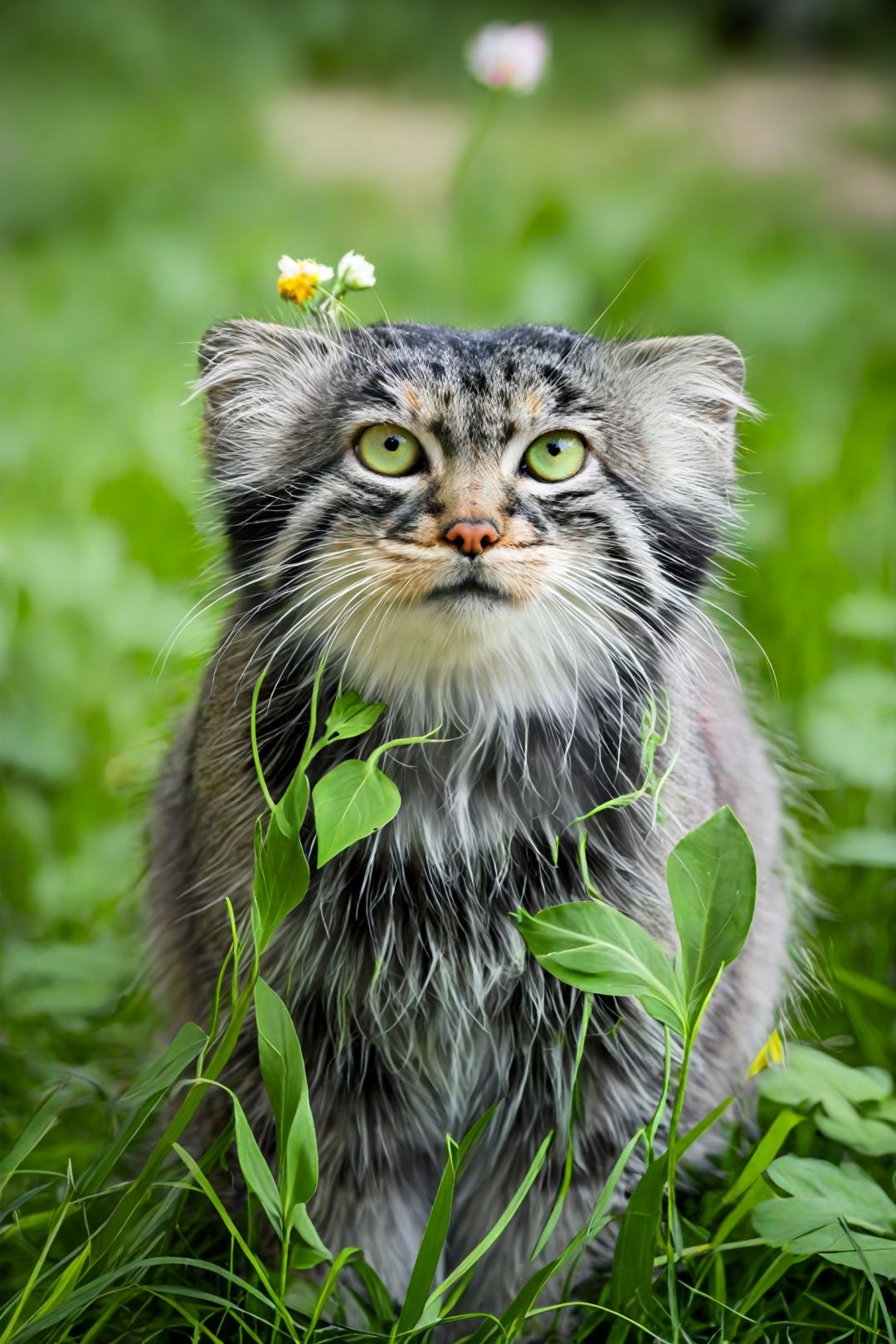 Solo, cat head, caterpillar body, green eyes, full body, flower, outdoor, no people, animals, leaves, grass, plants, animal focus, whiskers