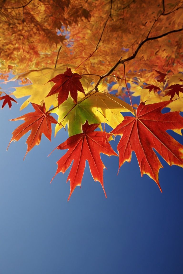  photo ,maple leaf,best quality,scenery,wallpaper ,autumn,hd,