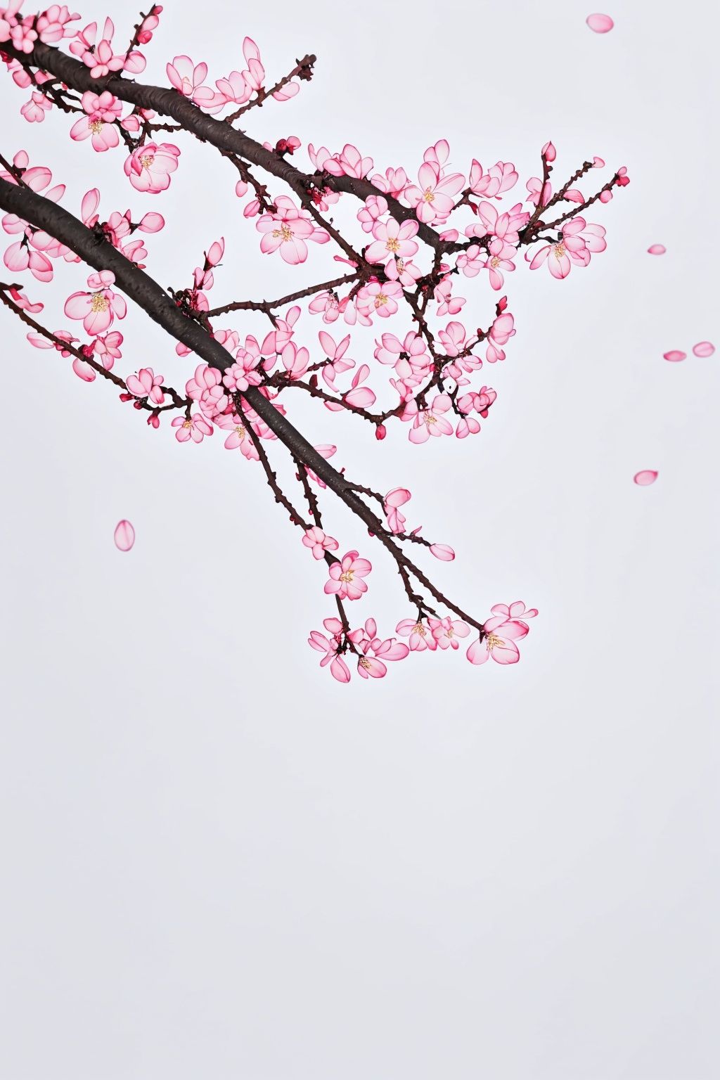 yueyue, white background, flower, leaf, pink flower, no humans, simple background, branch, fruit, cherry blossoms, food, still life