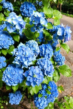  masterpiece,best quality, blue flowers,