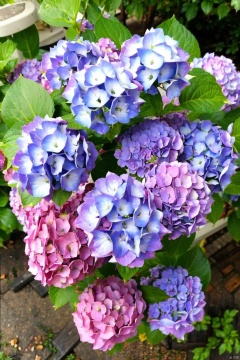  masterpiece,best quality, purple flowers,