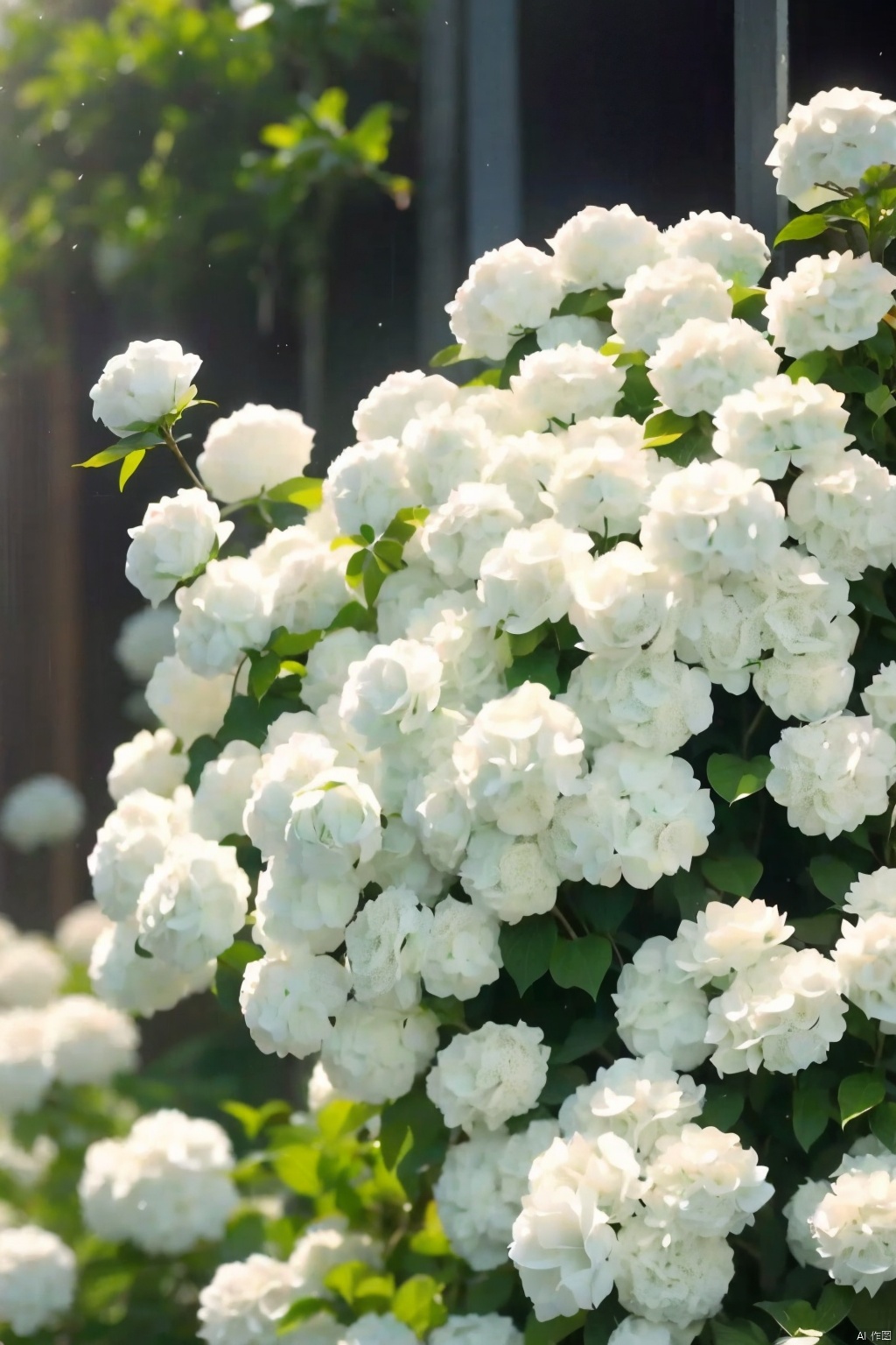  /Hydrangea chinensis Maxim/, A sea of hydrangeas,