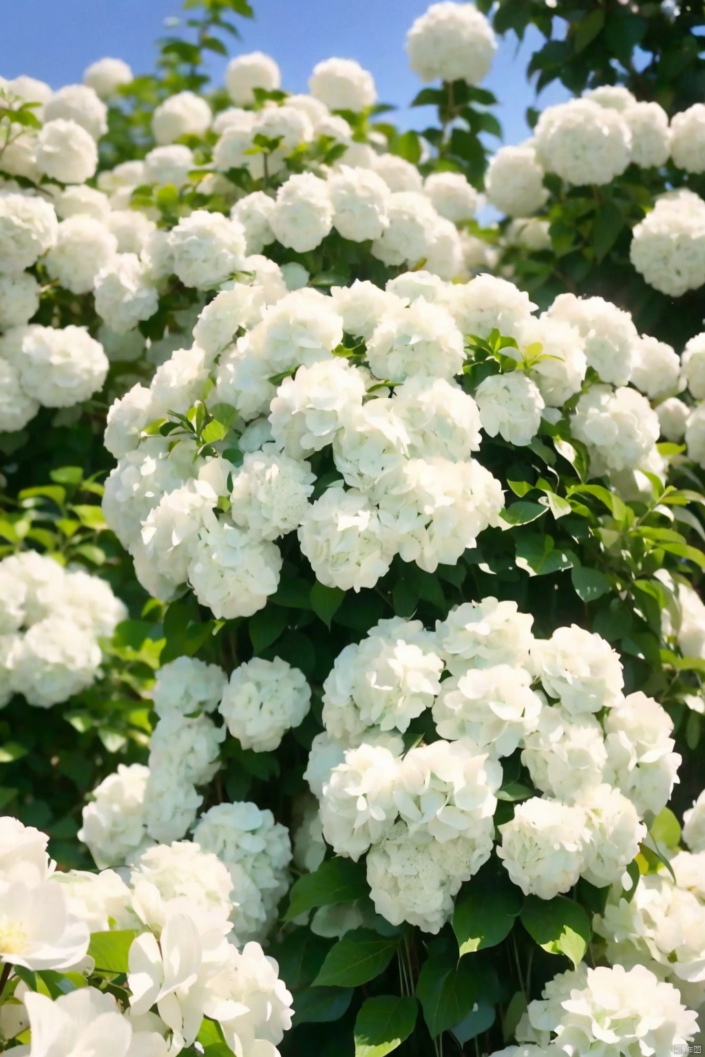  /Hydrangea chinensis Maxim/, A sea of hydrangeas,